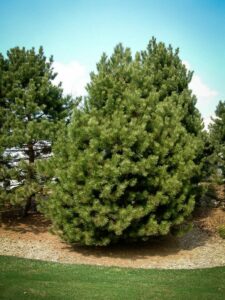 Сосна Чёрная (Pinus Nigra) купить по цене от 270.00р. в интернет-магазине «Посадика» с доставкой почтой в в Саткае и по всей России – [изображение №1].