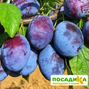 Слива Чачакская ранняя купить по цене от 229.00р. в интернет-магазине «Посадика» с доставкой почтой в в Саткае и по всей России – [изображение №1].