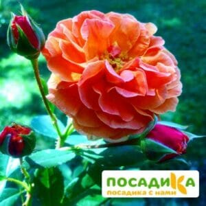 Роза Арабия купить по цене от 350.00р. в интернет-магазине «Посадика» с доставкой почтой в в Саткае и по всей России – [изображение №1].