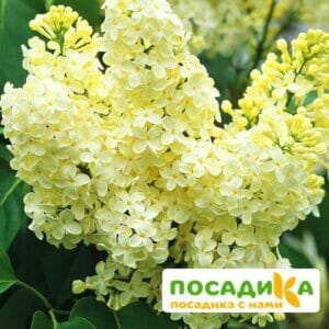 Сирень Примроуз (Primrose) купить по цене от 529.00р. в интернет-магазине «Посадика» с доставкой почтой в в Саткае и по всей России – [изображение №1].