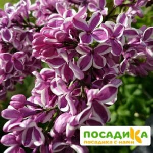 Сирень Сенсация купить по цене от 529.00р. в интернет-магазине «Посадика» с доставкой почтой в в Саткае и по всей России – [изображение №1].