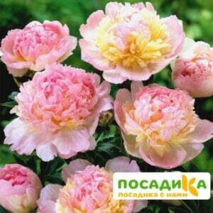 Пион Распберри Сандей (Paeonia Raspberry Sundae) купить по цене от 959р. в интернет-магазине «Посадика» с доставкой почтой в в Саткае и по всей России – [изображение №1].