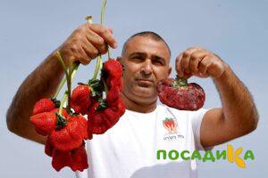 Клубника Гигант Джорнея купить по цене от 266р. в интернет-магазине «Посадика» с доставкой почтой в в Саткае и по всей России – [изображение №1].