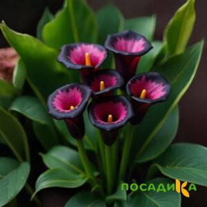 Калла Аура Лейс купить по цене от 400р. в интернет-магазине «Посадика» с доставкой почтой в в Саткае и по всей России – [изображение №1].