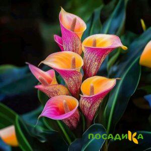 Калла Оникс купить по цене от 450р. в интернет-магазине «Посадика» с доставкой почтой в в Саткае и по всей России – [изображение №1].
