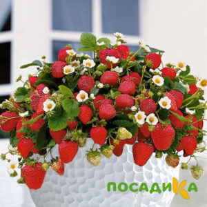 Клубника Рубиновый Шепот (горшечная) купить по цене от 240р. в интернет-магазине «Посадика» с доставкой почтой в в Саткае и по всей России – [изображение №1].