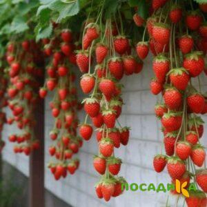 Клубника вьющаяся Комплимент купить по цене от 470р. в интернет-магазине «Посадика» с доставкой почтой в в Саткае и по всей России – [изображение №1].