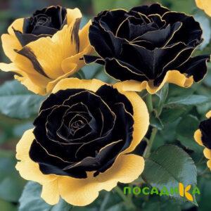 Роза Ханни Сикл купить по цене от 700р. в интернет-магазине «Посадика» с доставкой почтой в в Саткае и по всей России – [изображение №1].
