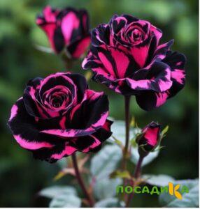 Роза Багровый Шепот купить по цене от 366р. в интернет-магазине «Посадика» с доставкой почтой в в Саткае и по всей России – [изображение №1].
