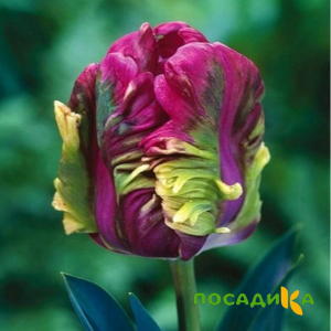 Тюльпан Экзотик Хэвен купить по цене от 186р. в интернет-магазине «Посадика» с доставкой почтой в в Саткае и по всей России – [изображение №1].