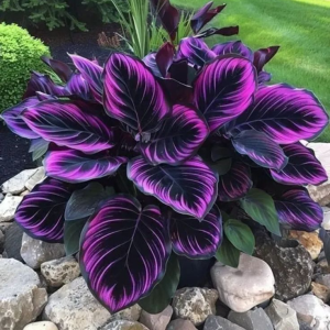 Хоста Люминоза купить по цене от 450р. в интернет-магазине «Посадика» с доставкой почтой в в Саткае и по всей России – [изображение №1].