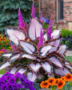 Хоста Кримэн Дрим купить по цене от 549р. в интернет-магазине «Посадика» с доставкой почтой в в Саткае и по всей России – [изображение №1].