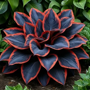 Хоста Солнечный Агат купить по цене от 440р. в интернет-магазине «Посадика» с доставкой почтой в в Саткае и по всей России – [изображение №1].