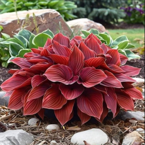 Хоста Рэд Эйнджл купить по цене от 549р. в интернет-магазине «Посадика» с доставкой почтой в в Саткае и по всей России – [изображение №1].