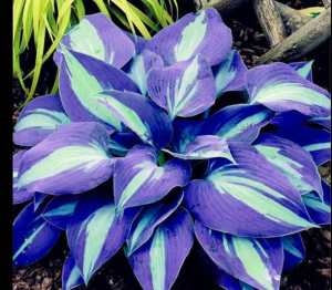 Хоста Аурелия купить по цене от 450р. в интернет-магазине «Посадика» с доставкой почтой в в Саткае и по всей России – [изображение №1].